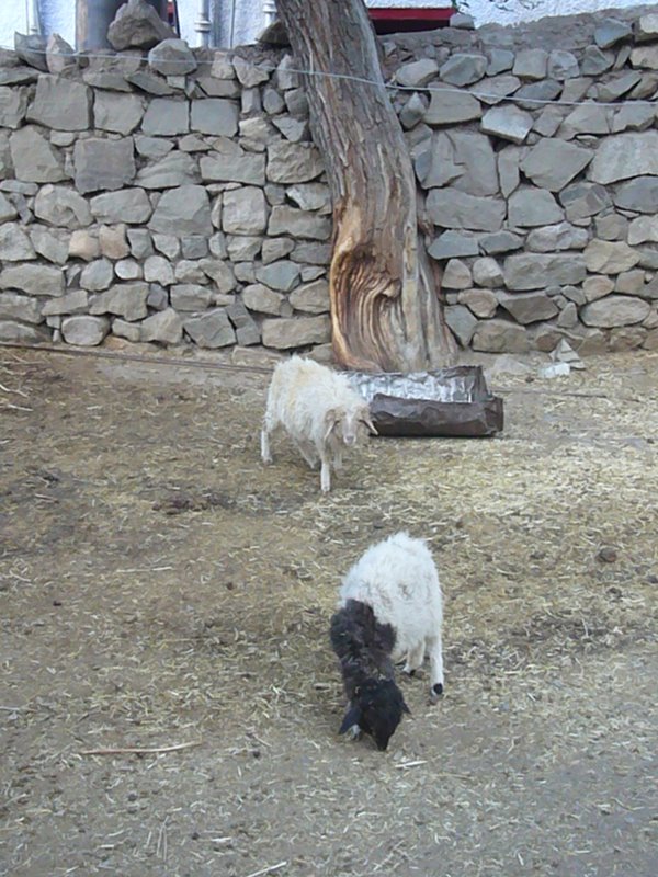 Travel - India - Ladakh - Trip to Alchi - Alchi